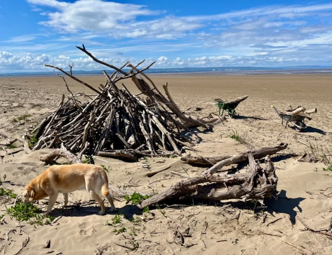 Driftwood, Beach Walks and a Garden Transformed