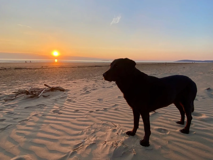 Dog-friendly-Berrow-beach-at-sunset