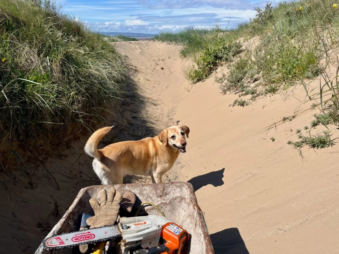 honey-golden-retriever-berrow-beach-driftwood-trolley