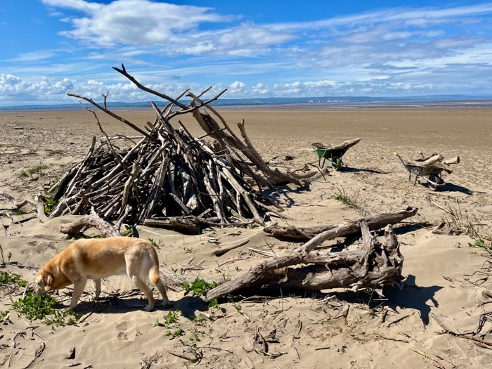 honey-golden-retriever-driftwood-pile-berrow-beach
